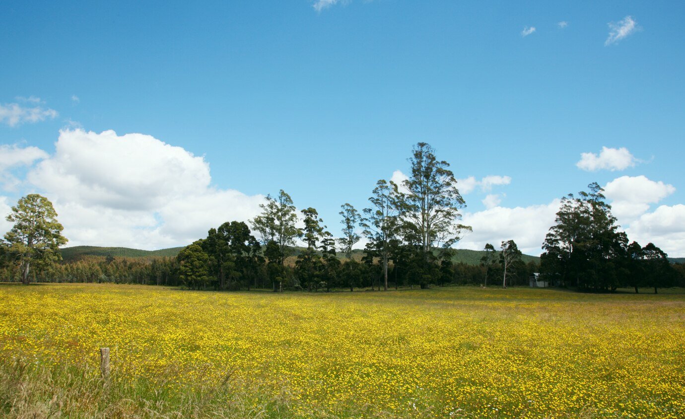 Bosques de esperanza